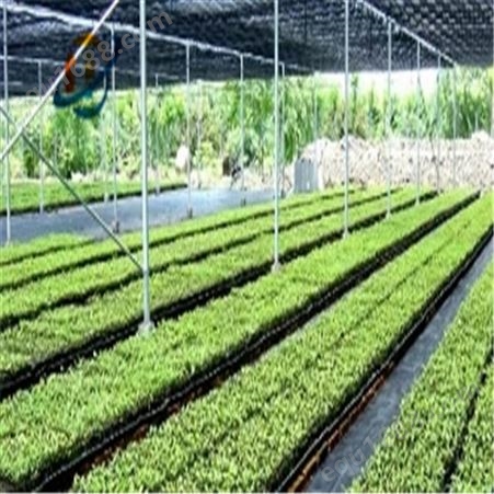 正优出售 营养土 绿化种植土花卉用 泥炭土 有机质含量高