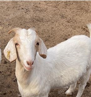 福华养殖场供应小羊苗 成年波尔山羊母羊繁殖能力强产子率90%以上
