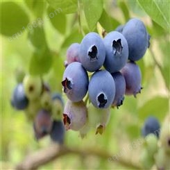 欢乐果园 绿宝石蓝莓苗厂家 地栽蓝莓苗 欢迎咨询