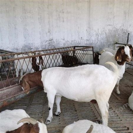 波尔山羊出售 羊苗易饲养 福华养殖场可以指导建羊圈