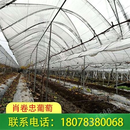 广西钢管独立大棚搭建适用于草莓种植