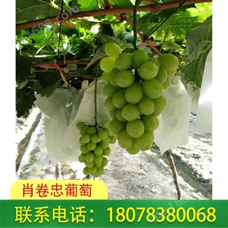 广西葡萄销售-阳光玫瑰品种值得品尝