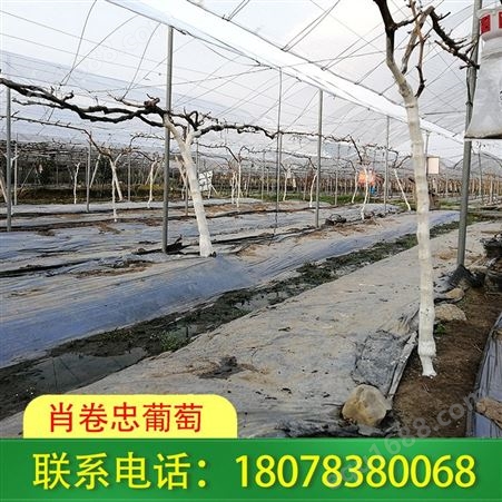 广西钢管独立大棚搭建适用于草莓种植