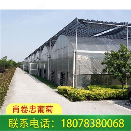广西梧州智能连栋温室大棚可改善农作物品质