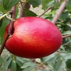 欢乐果园 全红油桃树品种 园林果树苗