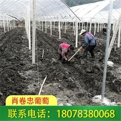 葡萄架搭建 桂林 完善的售后服务