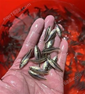 加州鲈鱼苗 优鲈三号 已驯化吃饲 全程技术跟踪指导